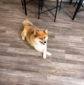 Foxy -  Pomeranian Dog for Adoption in Windsor, Missouri - Foxy | PetCurious