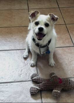 Gizmo ( courtesy post ) -  Terrier Dog for Adoption in Warren, Rhode Island - Gizmo ( Courtesy Post ) | PetCurious