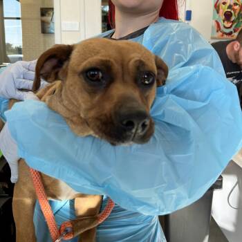 Dachshund and Mixed Breed Dogs Available for Adoption in Nashville, Tennessee - Heather | PetCurious