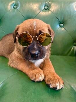 Brownie Bite Cutie -  Labrador Retriever Dog for Adoption in Friendswood, Texas - Brownie Bite Cutie | PetCurious