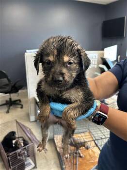 ALFINA -  Great Pyrenees Dog for Adoption in San Antonio, Texas - ALFINA | PetCurious