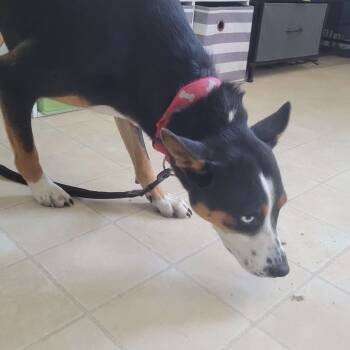 Rescue Rat Terrier Dogs for Adoption in Hohenwald, Tennessee - Milo | PetCurious