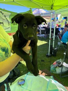 Knight -  Mixed Breed Dog for Adoption in Chino Valley, Arizona - Knight | PetCurious