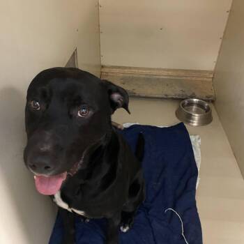 Black Labrador Retriever Dogs Available for Adoption - Milo | PetCurious