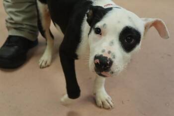 OREO -  Mixed Breed Dog for Adoption in Columbia, South Carolina - OREO | PetCurious