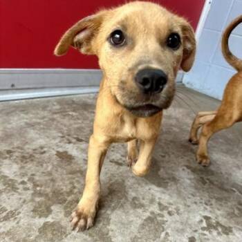 CHUCK -  Mixed Breed Dog for Adoption in Fernandina Beach, Florida - CHUCK | PetCurious