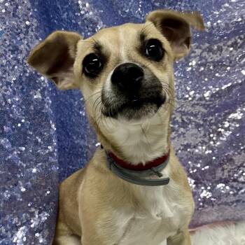 Bandit -  Chihuahua and Mixed Breed Dog for Adoption - Bandit | PetCurious