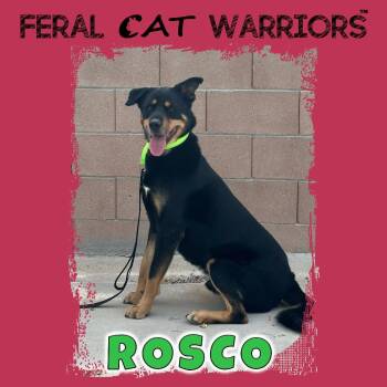 Rottweiler Dogs Available for Adoption - Rosco | PetCurious