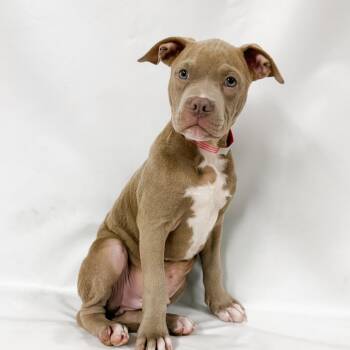 955 (2026) Luca -  Pit Bull Terrier and Mixed Breed Dog for Adoption in Parker, Colorado - 955 (2026) Luca | PetCurious