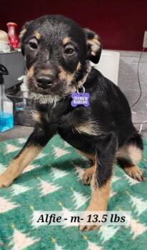 Schnauzer and Dachshund Dogs Available for Adoption - Alfie | PetCurious