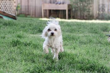 Maltese Dogs Available for Adoption - Romeo | PetCurious