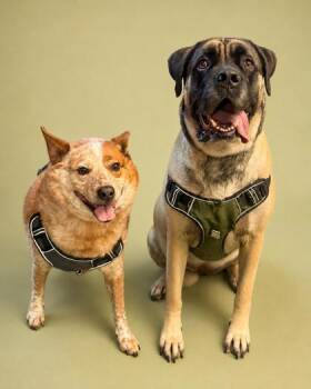 Mastiff and Mixed Breed Dogs Available for Adoption in Bowling Green, Kentucky - Snubble (Bonded W/ Cubone) | PetCurious