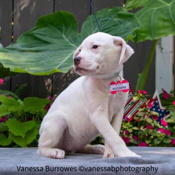 Sooners -  Labrador Retriever Dog for Adoption in Wake Forest, North Carolina - Sooners | PetCurious