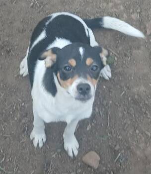 Rescue Jack Russell Terrier Dogs for Adoption in Mena, Arkansas - Janey | PetCurious