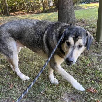Rescue Shepherd and Husky Dogs for Adoption in Gloucester, Virginia - Sparky | PetCurious