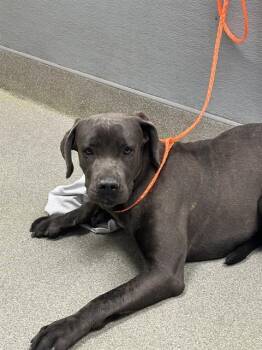 Cane Corso Dogs Available for Adoption in Las Vegas, Nevada - DOLLY PARTON | PetCurious