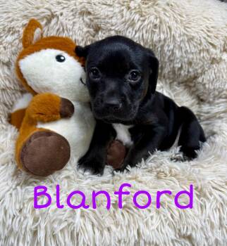 Labrador Retriever Dogs Available for Adoption in Newport, Kentucky - Blanford | PetCurious
