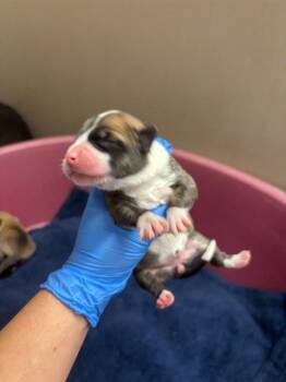 ANA -  Australian Cattle Dog Blue Heeler and Mixed Breed Dog for Adoption in Albuquerque, New Mexico - ANA | PetCurious