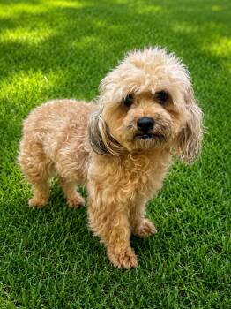 Asia 0199 -  Miniature Poodle Dog for Adoption in Waldorf, Maryland - Asia 0199 | PetCurious