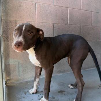 Lexi -  Pit Bull Terrier Dog for Adoption in Yuma, Arizona - Lexi | PetCurious