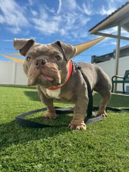 Bilbo -  American Bully Dog for Adoption in Downers Grove, Illinois - Bilbo | PetCurious