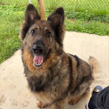 Lanie -  German Shepherd Dog and Mixed Breed Dog for Adoption in Binghamton, New York - Lanie | PetCurious
