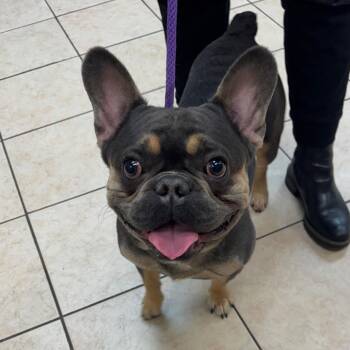 Croissant -  French Bulldog Dog for Adoption in Birmingham, Alabama - Croissant | PetCurious