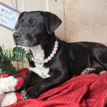 Black Labrador Retriever and Pit Bull Terrier Dogs Available for Adoption - Christy | PetCurious