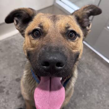 Kimiko -  Shepherd Dog for Adoption in Berkeley, California - Kimiko | PetCurious