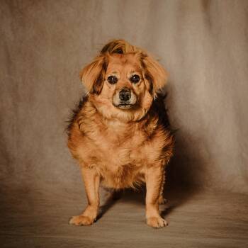 Skeeter -  Terrier and Dachshund Dog for Adoption in Lubbock, Texas - Skeeter | PetCurious