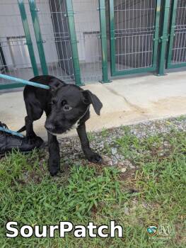 SourPatch -  Pit Bull Terrier Dog for Adoption in Rocky Mount, North Carolina - SourPatch | PetCurious