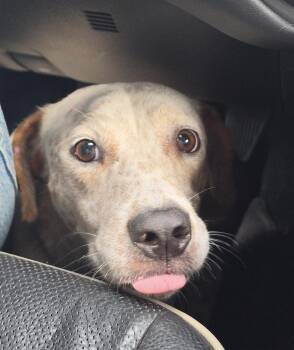 Moonpie -  Australian Cattle Dog Blue Heeler Dog for Adoption in Lakeland, Florida - Moonpie | PetCurious