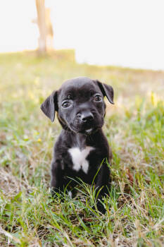 Rescue American Staffordshire Terrier and Labrador Retriever Dogs for Adoption - Elio *Arriving 11/21* | PetCurious