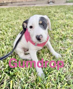 Schnauzer and Wirehaired Terrier Dogs Available for Adoption - Gumdrop  | PetCurious