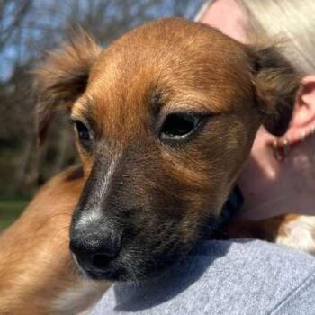 German Shepherd Dog Dogs Available for Adoption - Tucson | PetCurious