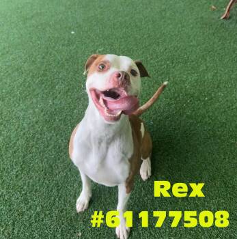 Rex -  Pit Bull Terrier Dog for Adoption in Wilkes-barre, Pennsylvania - Rex | PetCurious