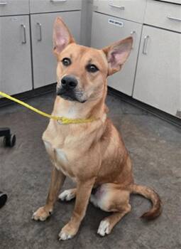 Mixed Breed Dogs Available for Adoption - ATLASSIAN | PetCurious