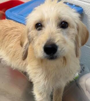 SUGAR -  Poodle Dog for Adoption in Elizabethton, Tennessee - SUGAR | PetCurious