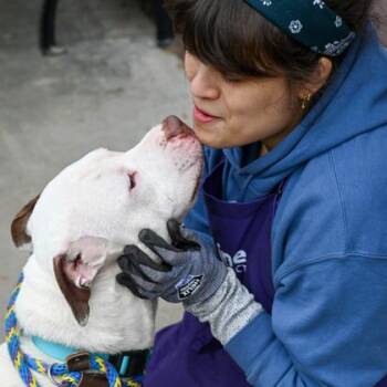 Mixed Breed Dogs Available for Adoption in Chamblee, Georgia - Poseidon | PetCurious