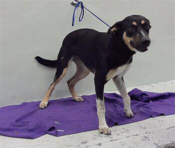 Rescue German Shepherd Dog and Mixed Breed Dogs for Adoption in Houston, Texas - HARLEY | PetCurious