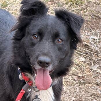 Border Collie Dogs Available for Adoption - Millie | PetCurious