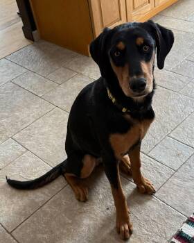 Doberman Pinscher and Rottweiler Dogs Available for Adoption in Evergreen, Colorado - Loretta | PetCurious