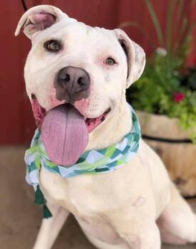 Rescue Pit Bull Terrier Dogs for Adoption in Lubbock, Texas - Perry | PetCurious