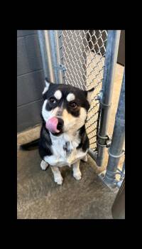 Husky Dogs Available for Adoption in Taylorsville, Kentucky - Harper  | PetCurious