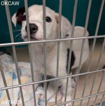 A476601 -  Terrier and Mixed Breed Dog for Adoption in Oklahoma City, Oklahoma - A476601 | PetCurious