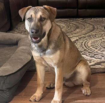 Fig -  Mixed Breed Dog for Adoption in Lewiston, Idaho - Fig | PetCurious