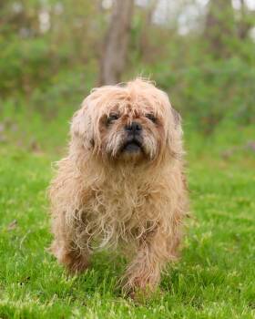 Lhasa Apso Dogs Available for Adoption in Bridgeport, Connecticut - BERTIE (0538) | PetCurious