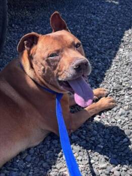 Pit Bull Terrier Dogs Available for Adoption in Woodland, California - *CLIFFORD | PetCurious