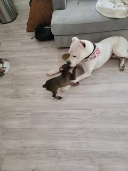 Rescue Chihuahua and Dachshund Dogs for Adoption in Garland, Texas - Munchkin | PetCurious