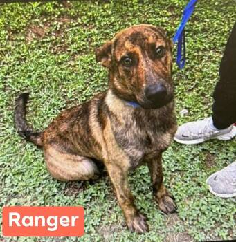 Dutch Shepherd Dogs Available for Adoption in Media, Pennsylvania - RANGER | PetCurious